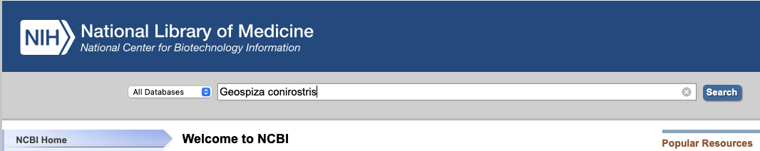 The GenBank search bar.