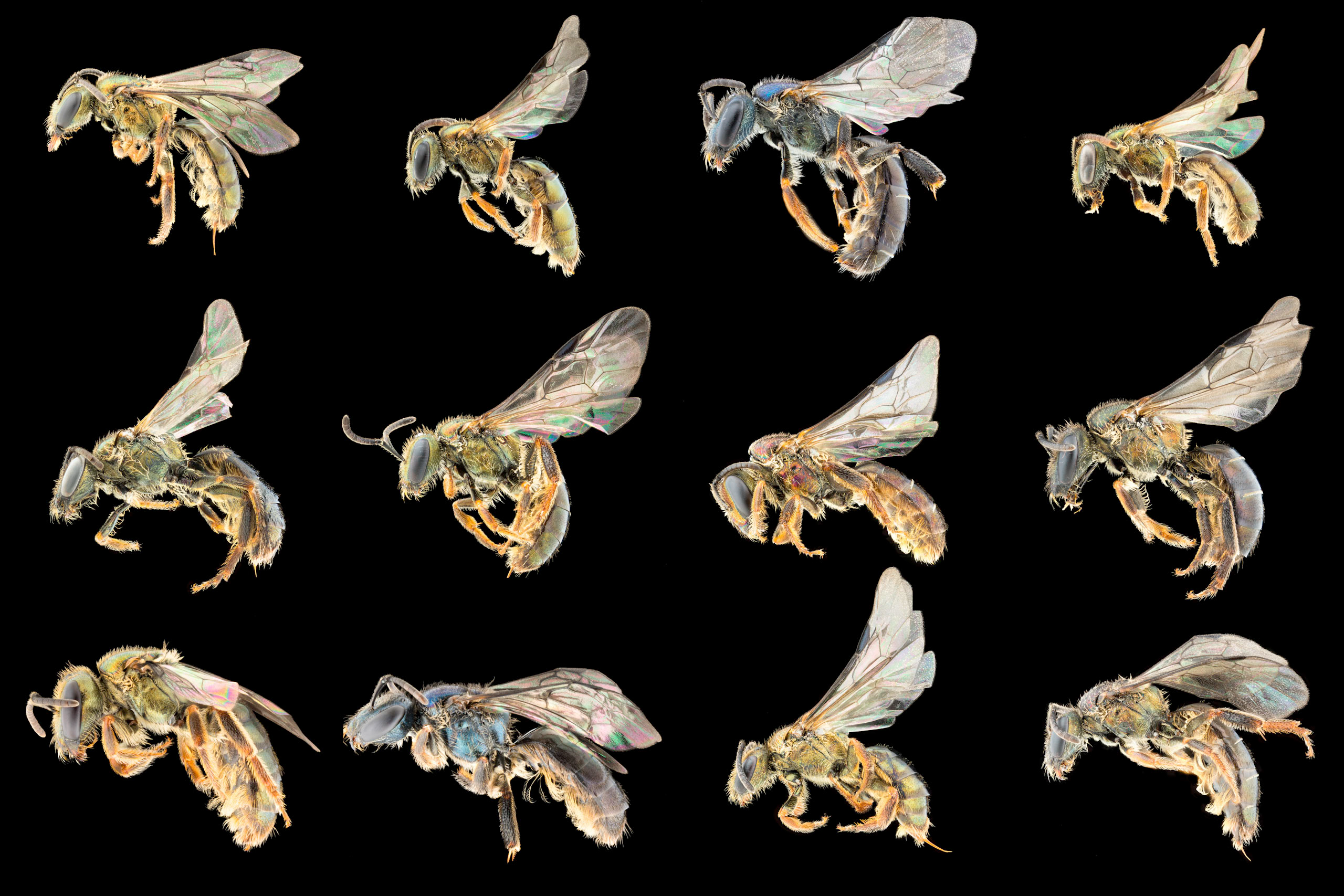 Photos of various Fijian Lasioglossum (Homalictus) (Hymenoptera: Halictidae) bees by James Dorey